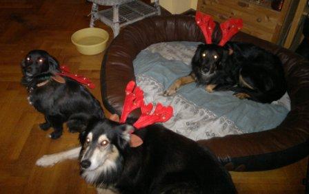 X-Mas-Dogs.jpg